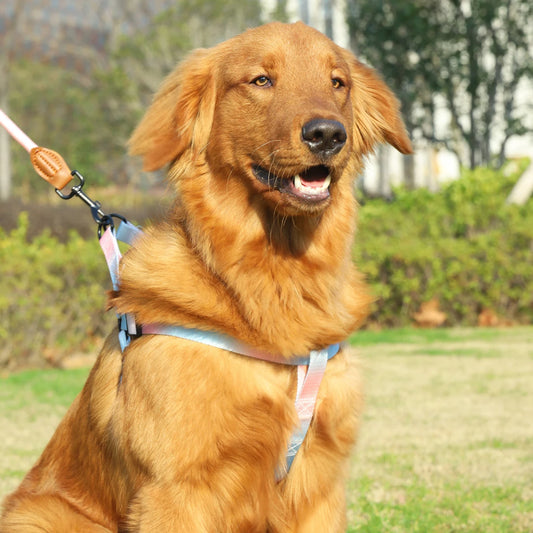 Colorful Pet Harness Set